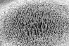 黑硅让相机秒变夜视仪